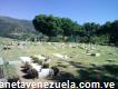 Cementerio Privado, Los Nuevos Jardínes de Aragua 2021, C. S.