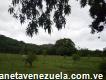 Terreno Santa Cruz De Aragua