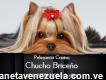 Peluquería Canina Chucho Briceño - Cabudare